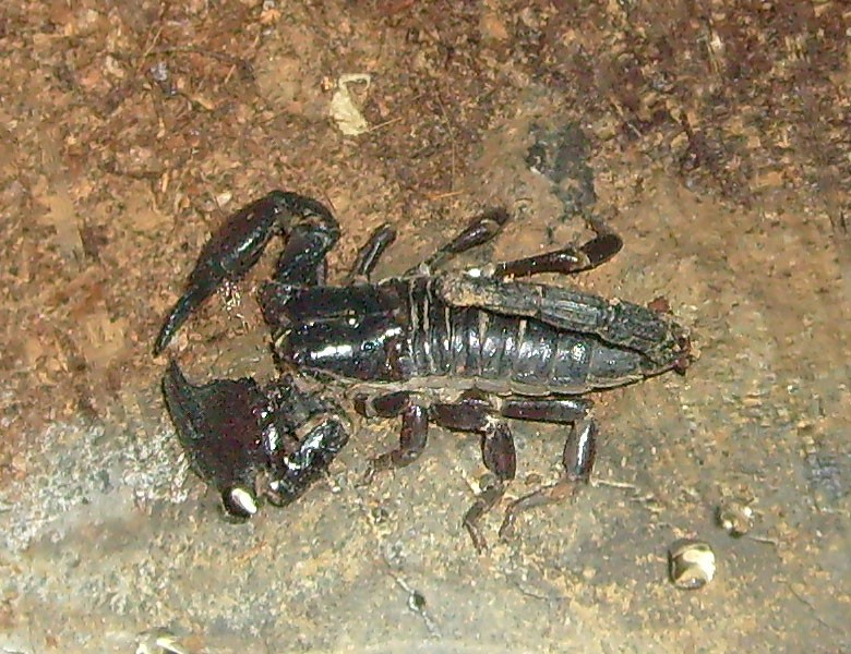 Kaiserskorpion im Wuppertaler Zoo im November 2008