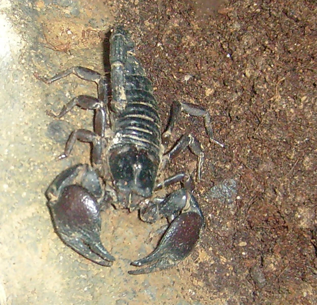 Kaiserskorpion im Wuppertaler Zoo im Januar 2009