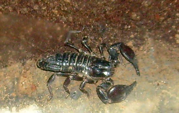 Kaiserskorpion im Zoo Wuppertal im Januar 2009