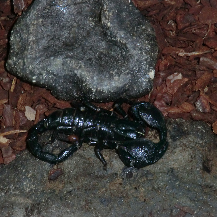 Kaiserskorpion im Wuppertaler Zoo im November 2012