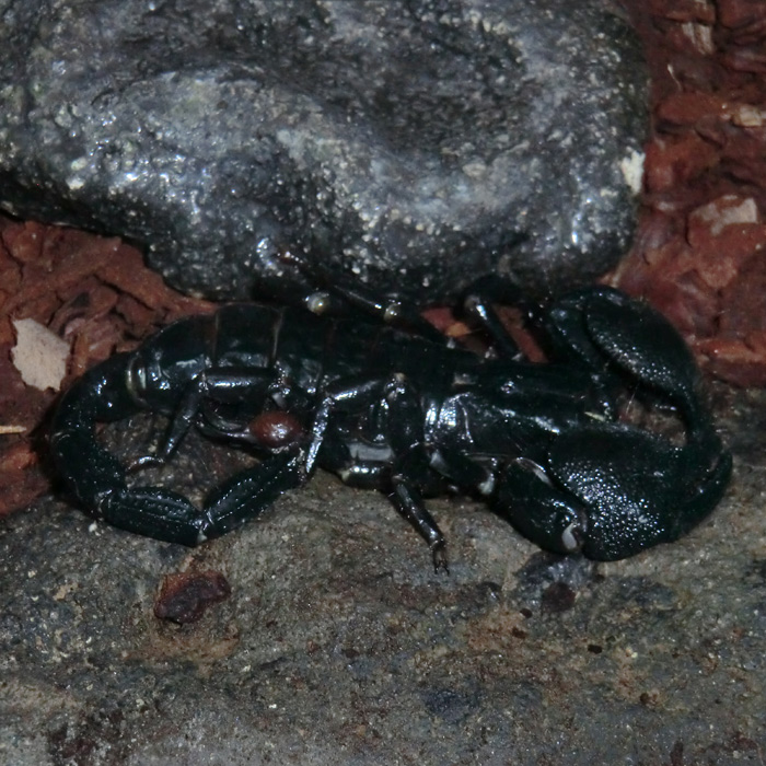 Kaiserskorpion im Wuppertaler Zoo im November 2012