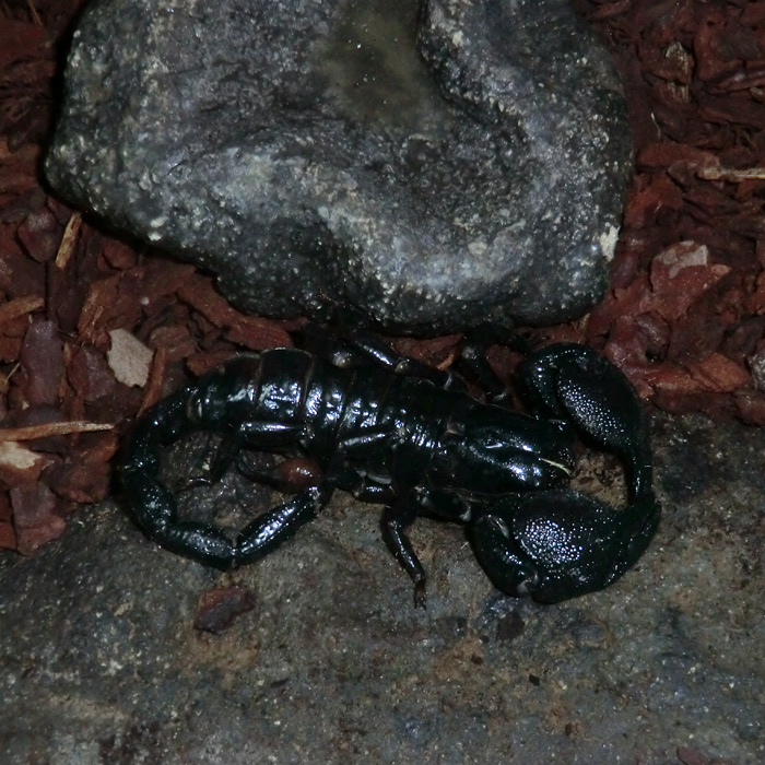 Kaiserskorpion im Wuppertaler Zoo im November 2012