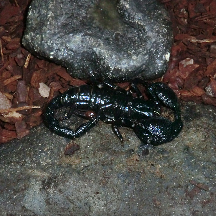 Kaiserskorpion im Wuppertaler Zoo am 10. November 2012