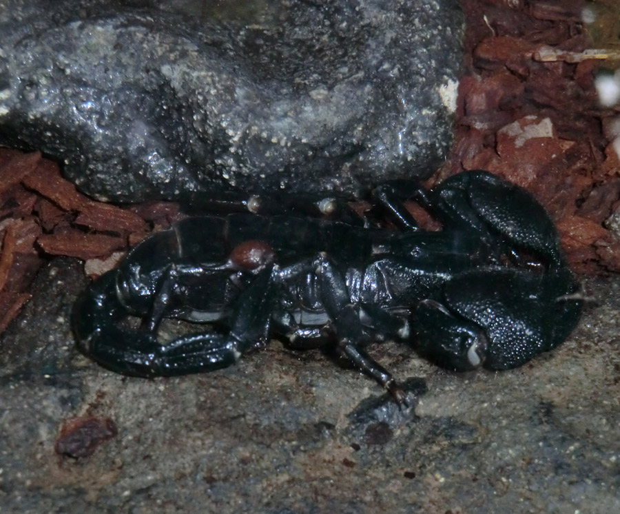 Kaiserskorpion im Zoologischen Garten Wuppertal am 10. November 2012