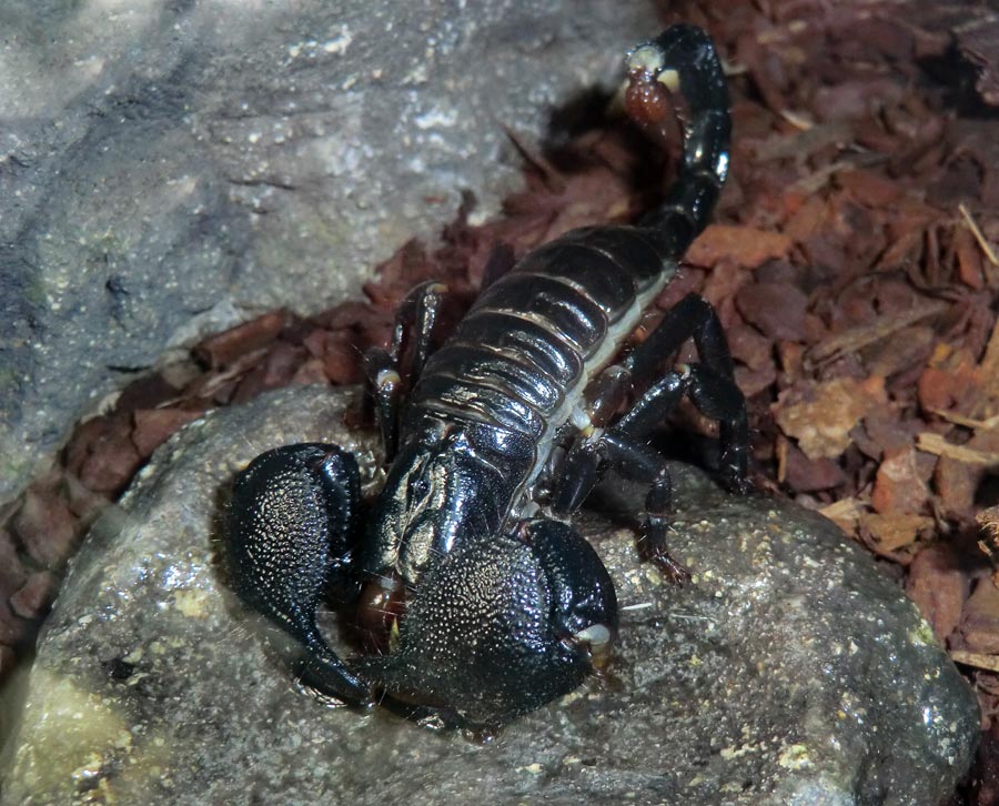 Kaiserskorpion im Zoo Wuppertal im Juli 2013