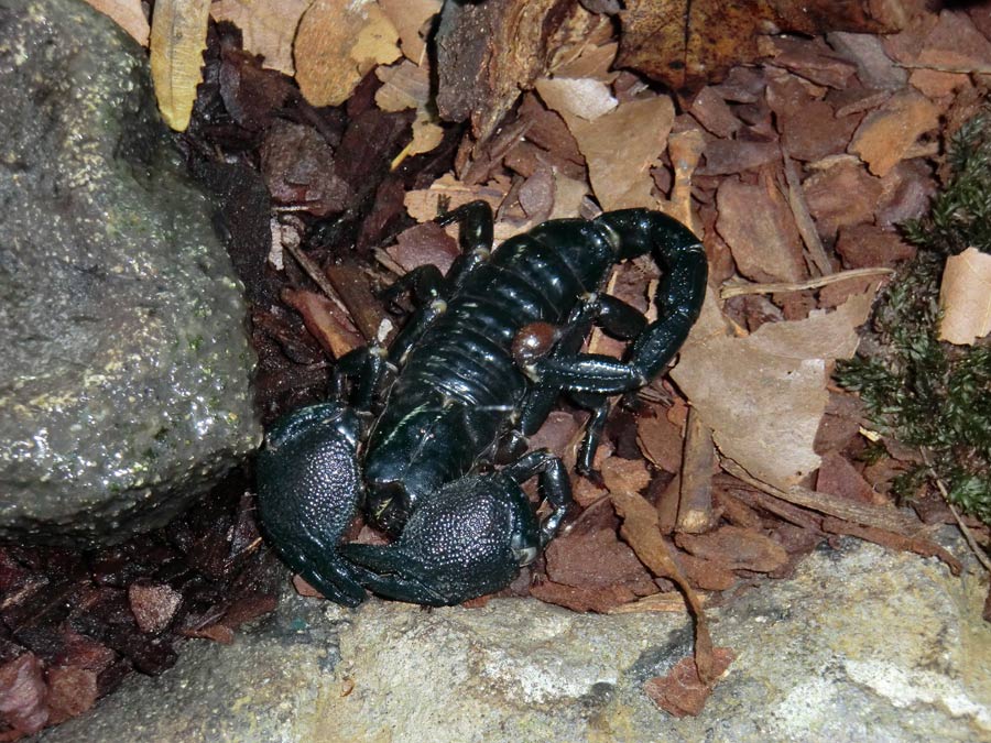 Kaiserskorpion im Zoologischen Garten Wuppertal am 13. November 2013