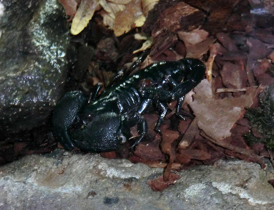 Kaiserskorpion im Wuppertaler Zoo am 13. November 2013