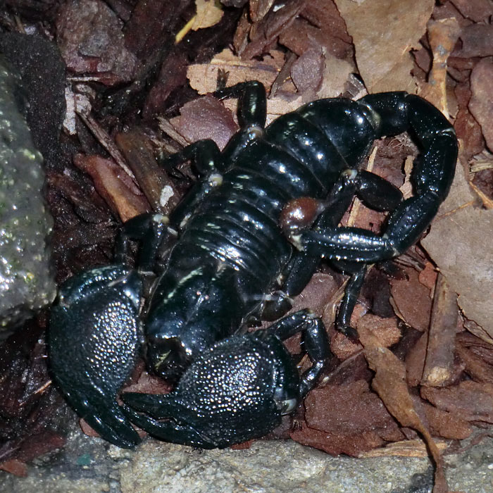 Kaiserskorpion im Wuppertaler Zoo am 13. November 2013