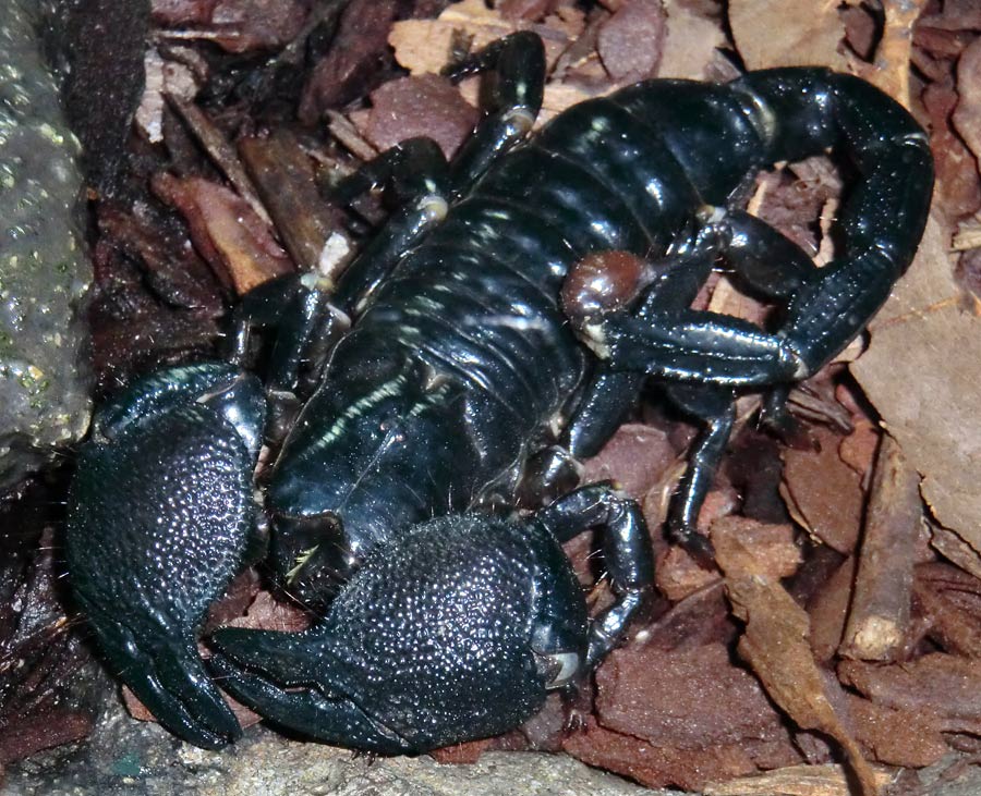 Kaiserskorpion im Zoologischen Garten Wuppertal am 13. November 2013