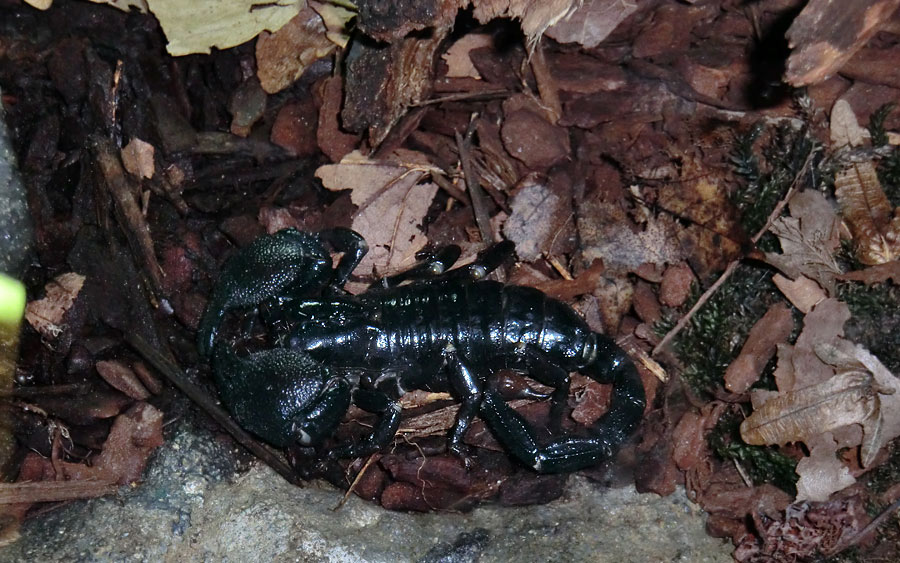 Kaiserskorpion im Wuppertaler Zoo am 13. November 2013