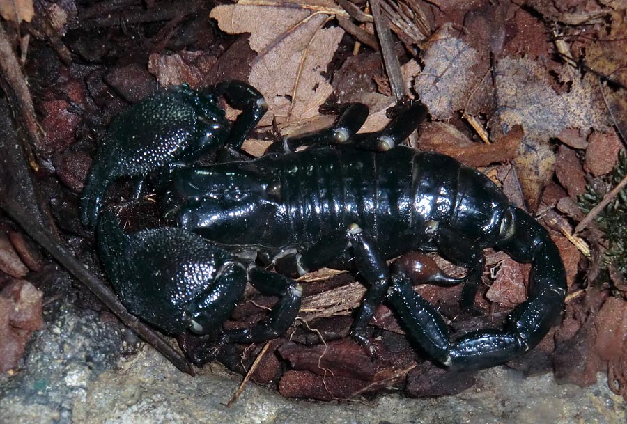 Kaiserskorpion im Zoo Wuppertal am 13. November 2013