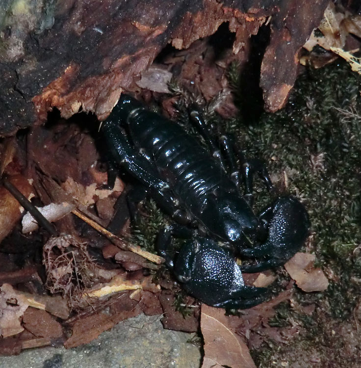 Kaiserskorpion im Zoo Wuppertal im Dezember 2013