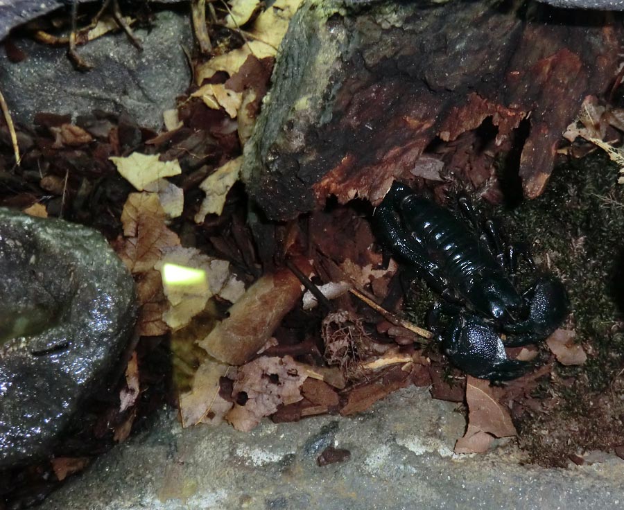 Kaiserskorpion im Zoologischen Garten Wuppertal im Dezember 2013