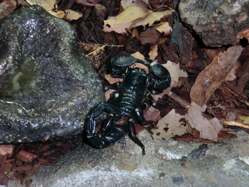 Kaiserskorpion im Zoo Wuppertal im Dezember 2013