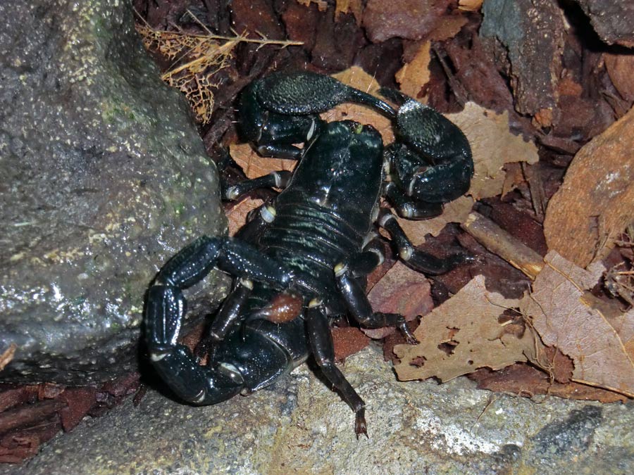 Kaiserskorpion im Zoologischen Garten Wuppertal im Dezember 2013