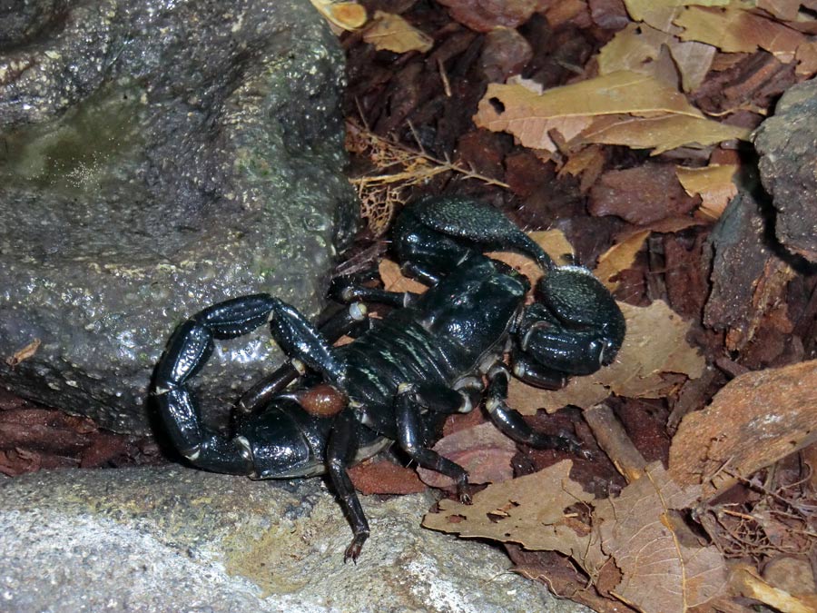 Kaiserskorpion im Wuppertaler Zoo im Dezember 2013