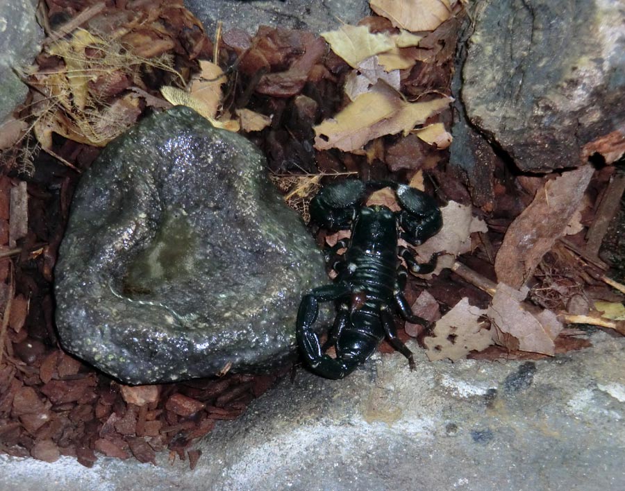 Kaiserskorpion im Zoo Wuppertal im Dezember 2013