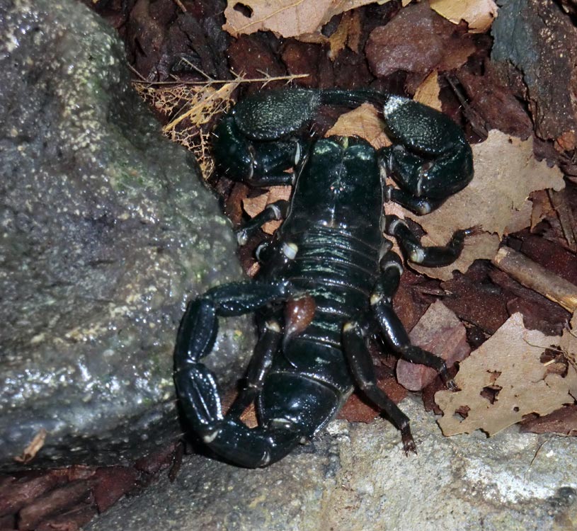 Kaiserskorpion im Zoologischen Garten Wuppertal im Dezember 2013