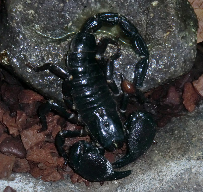 Kaiserskorpion im Zoologischen Garten Wuppertal im Dezember 2013