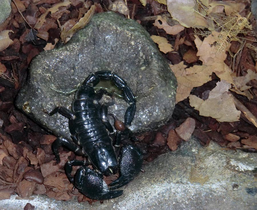 Kaiserskorpion im Wuppertaler Zoo im Dezember 2013