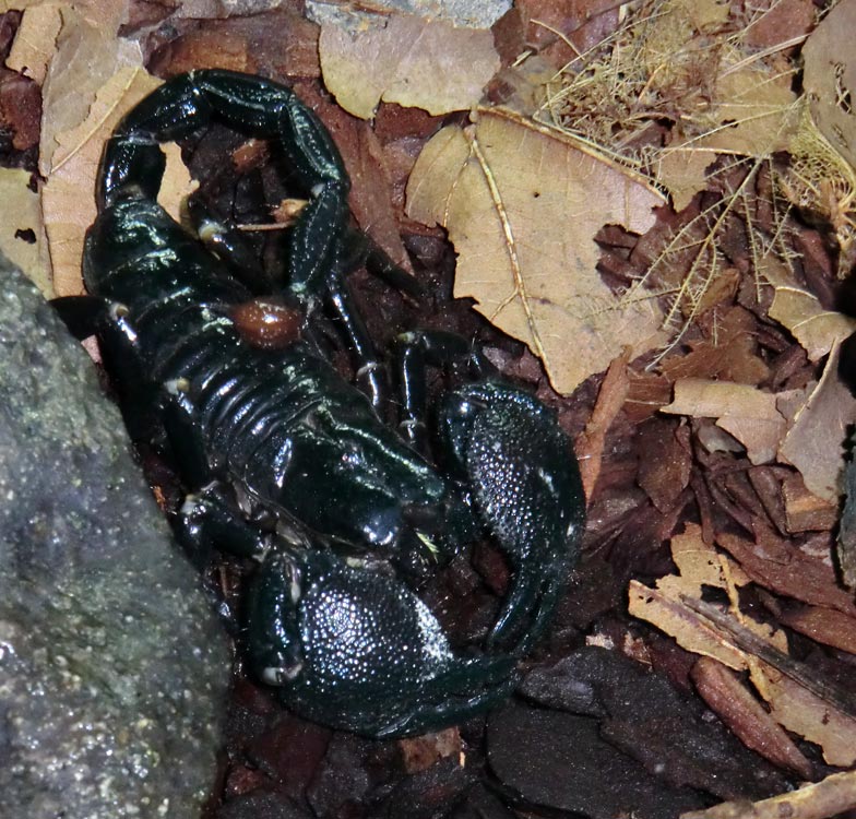 Kaiserskorpion im Zoologischen Garten Wuppertal im Januar 2014