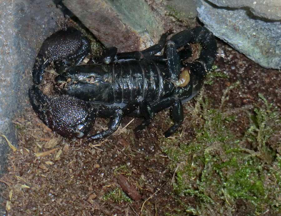 Kaiserskorpion im Zoo Wuppertal im Oktober 2014