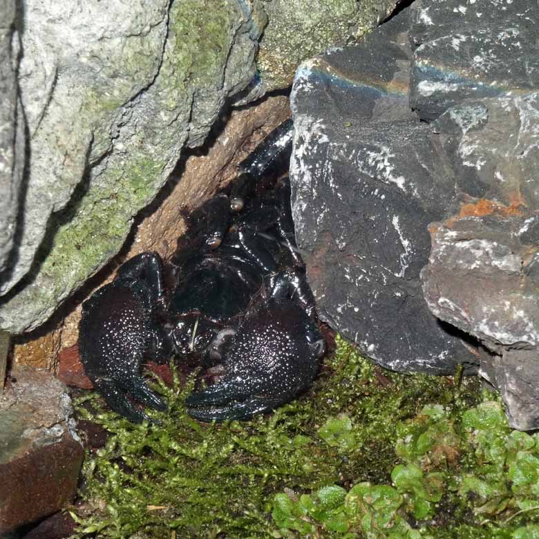 Kaiserskorpion am 5. November 2016 im Terrarium im Grünen Zoo Wuppertal