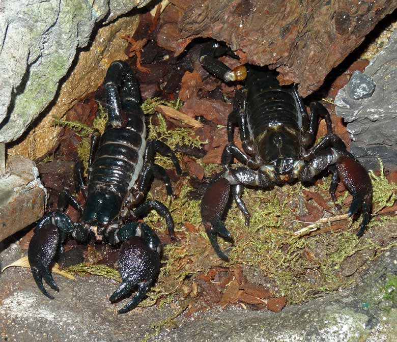 Kaiserskorpione am 3. März 2017 im Terrarium im Zoologischen Garten der Stadt Wuppertal