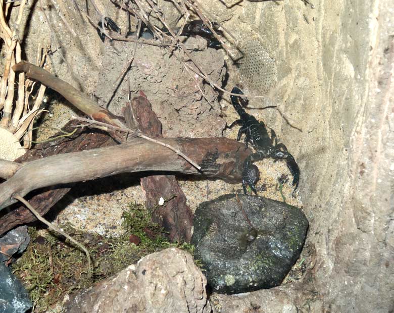 Kaiserskorpione am 18. März 2017 im Terrarium im Zoologischen Garten der Stadt Wuppertal