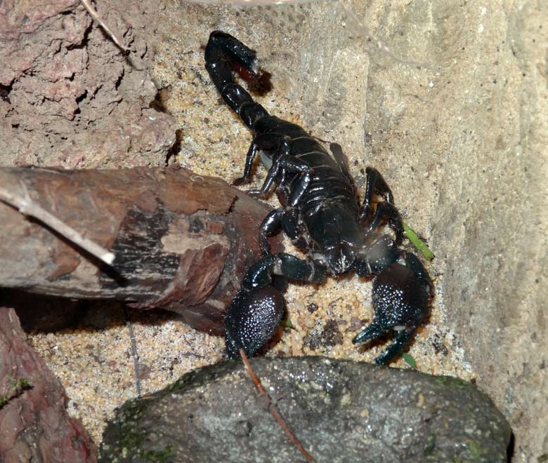 Kaiserskorpion am 18. März 2017 im Terrarium im Wuppertaler Zoo