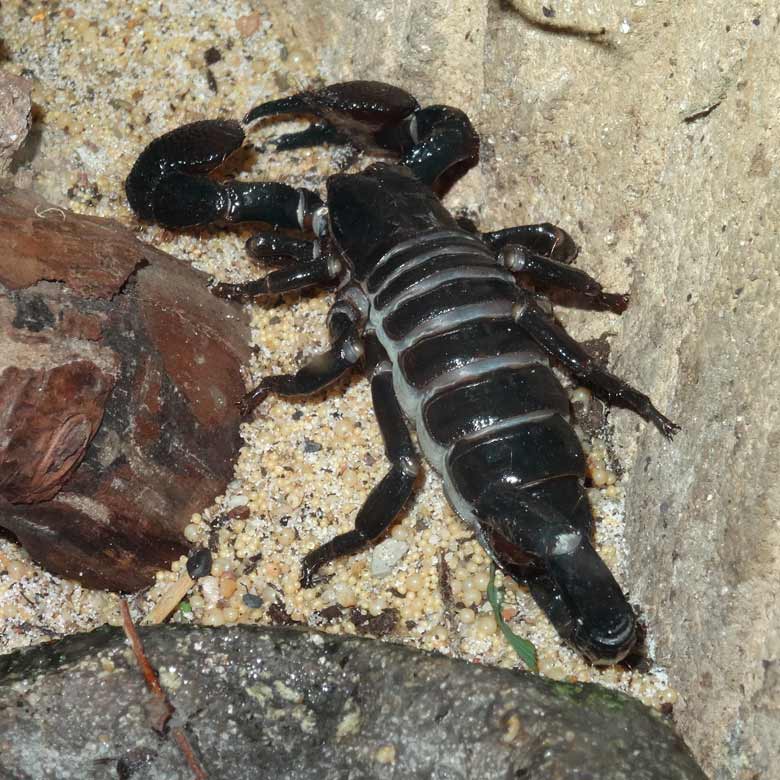 Kaiserskorpion am 18. März 2017 im Terrarium im Grünen Zoo Wuppertal