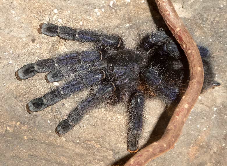 Baumvogelspinne (Avicularia purpurea) am 17. Dezember 2017 im Terrarium im Grünen Zoo Wuppertal