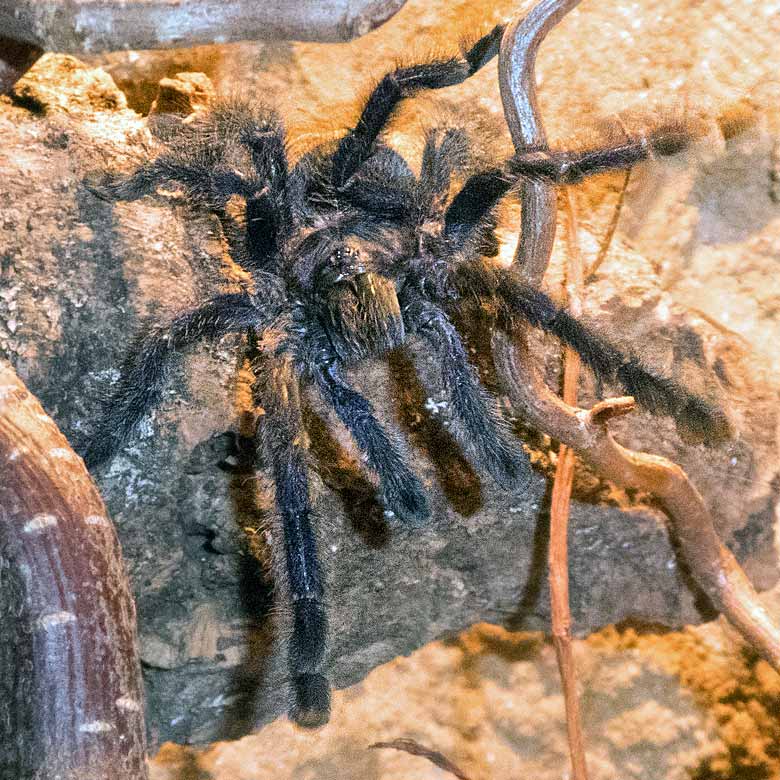 Baumvogelspinne (Avicularia purpurea) am 24. Dezember 2017 im Terrarium im Zoologischen Garten Wuppertal