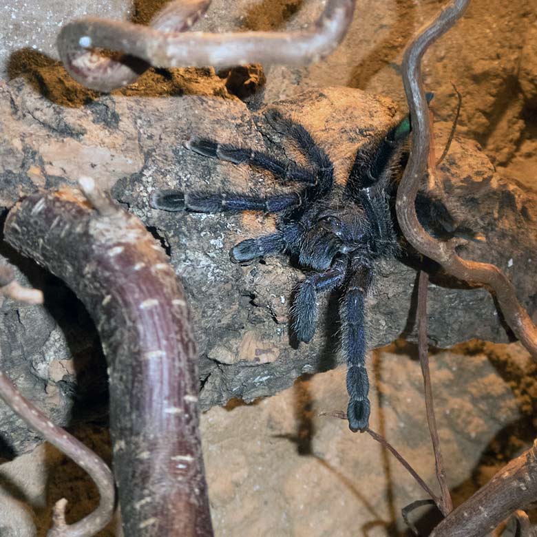 Baumvogelspinne (Avicularia purpurea) am 24. Dezember 2017 im Terrarium im Wuppertaler Zoo