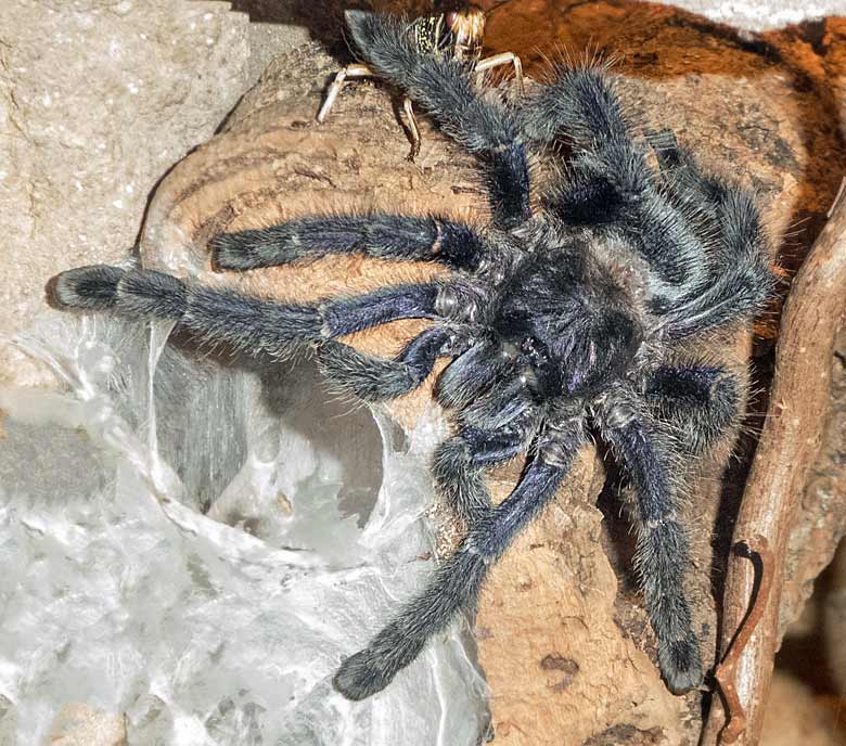 Baumvogelspinne (Avicularia purpurea) am 24. Dezember 2017 im Terrarium im Grünen Zoo Wuppertal