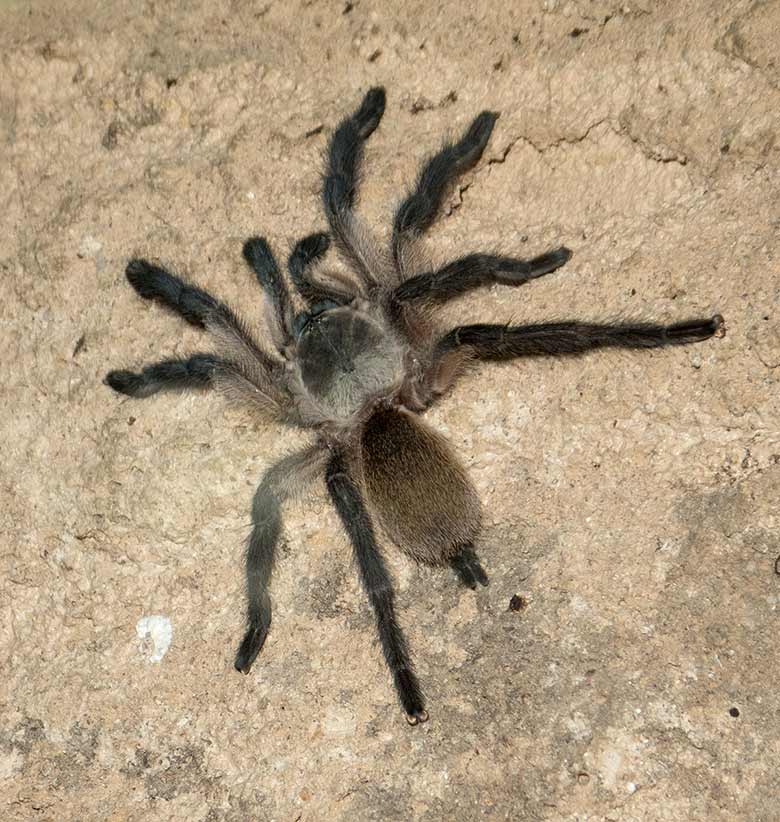 Jemen Vogelspinne am 24. August 2018 im Terrarium im Wuppertaler Zoo