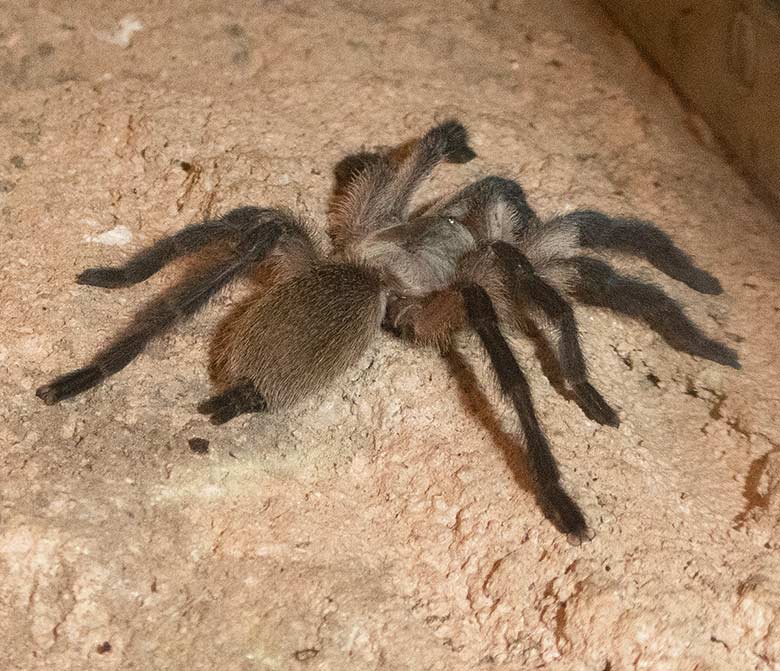 Jemen Vogelspinne am 24. August 2018 im Terrarium im Zoo Wuppertal