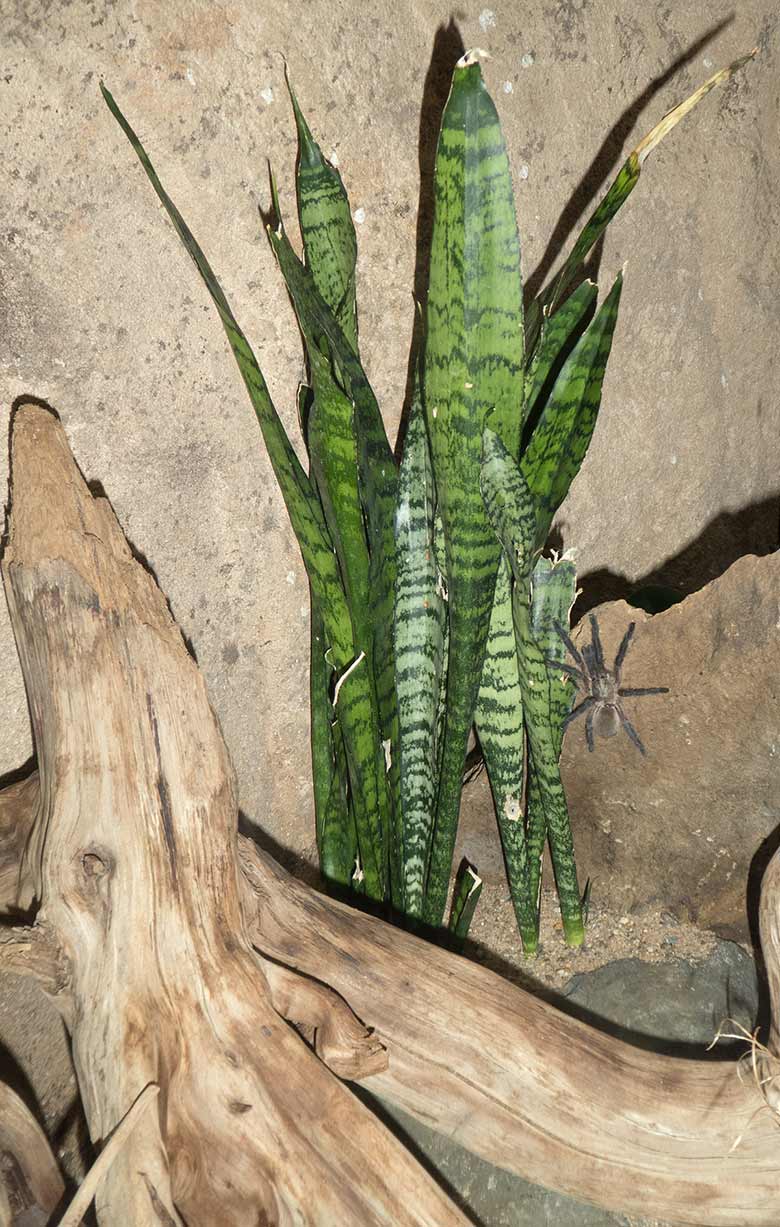 Jemen Vogelspinne am 24. August 2018 im Terrarium im Grünen Zoo Wuppertal