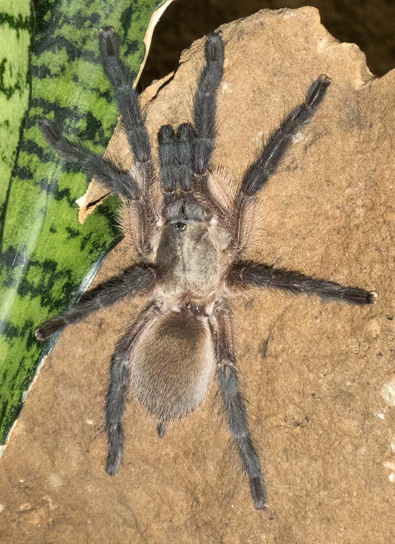 Jemen Vogelspinne am 24. August 2018 im Terrarium im Zoologischen Garten Wuppertal