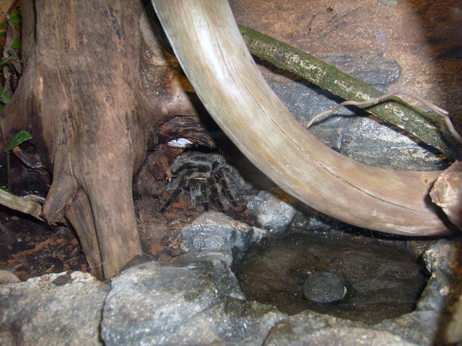 Kraushaar-Vogelspinne im Wuppertaler Zoo im Mai 2010