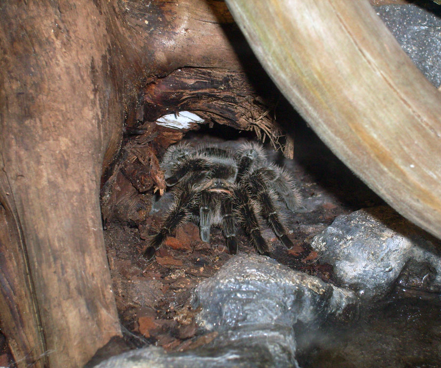 Kraushaar-Vogelspinne im Zoo Wuppertal im Mai 2010