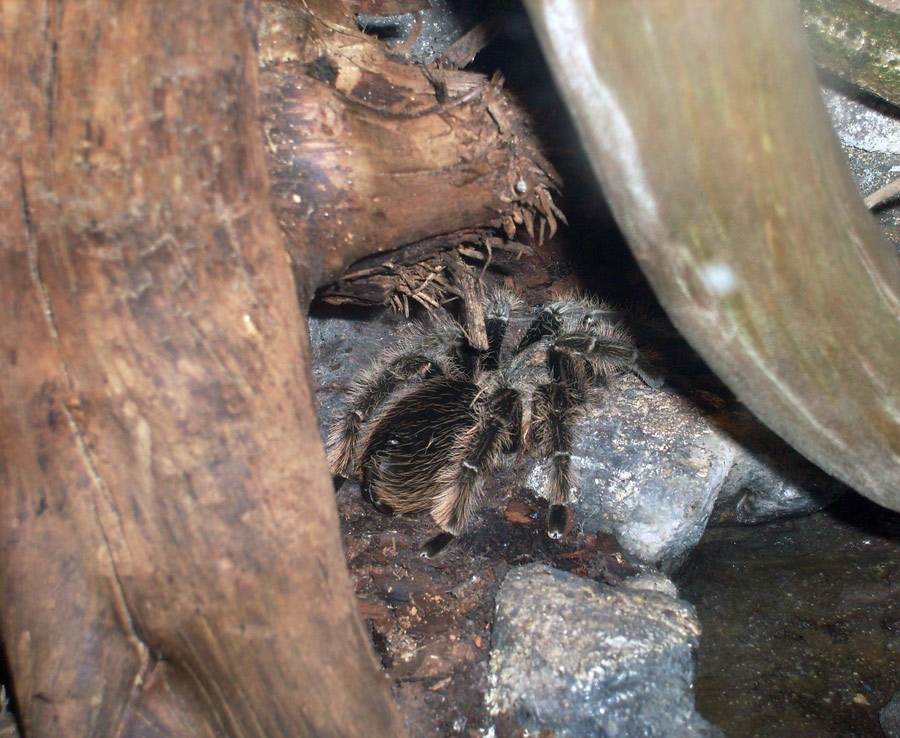 Kraushaar-Vogelspinne im Zoologischen Garten Wuppertal im Mai 2010