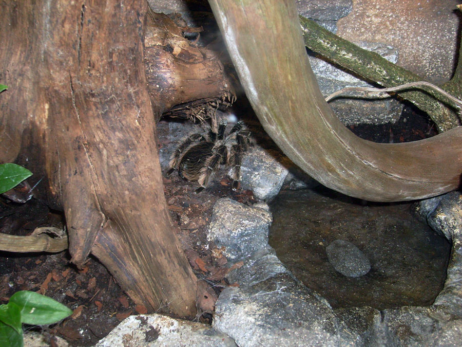 Kraushaar-Vogelspinne im Wuppertaler Zoo im Mai 2010