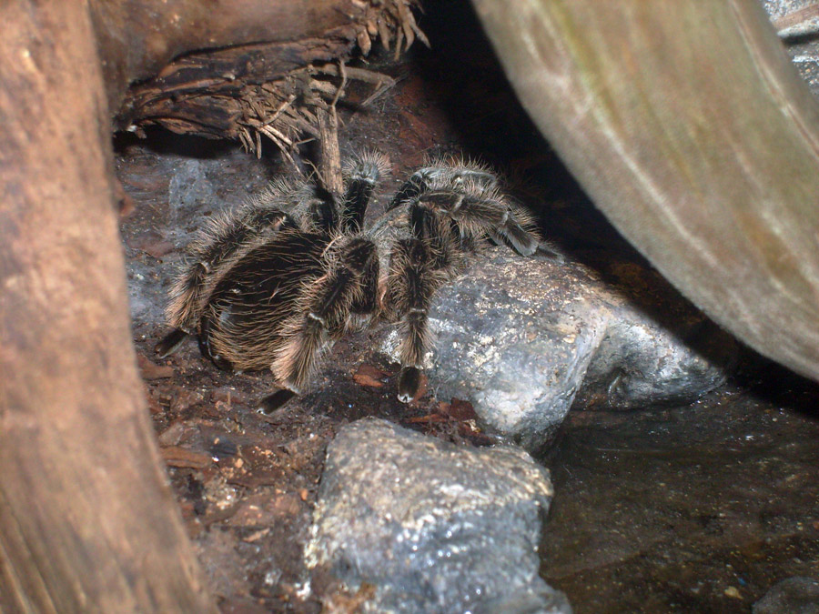 Kraushaar-Vogelspinne im Zoo Wuppertal im Mai 2010