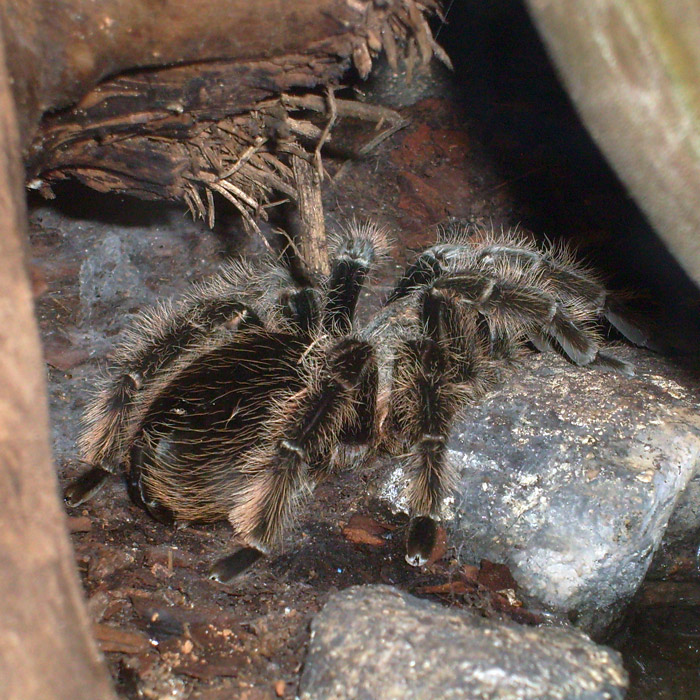 Kraushaar-Vogelspinne im Wuppertaler Zoo im November 2010