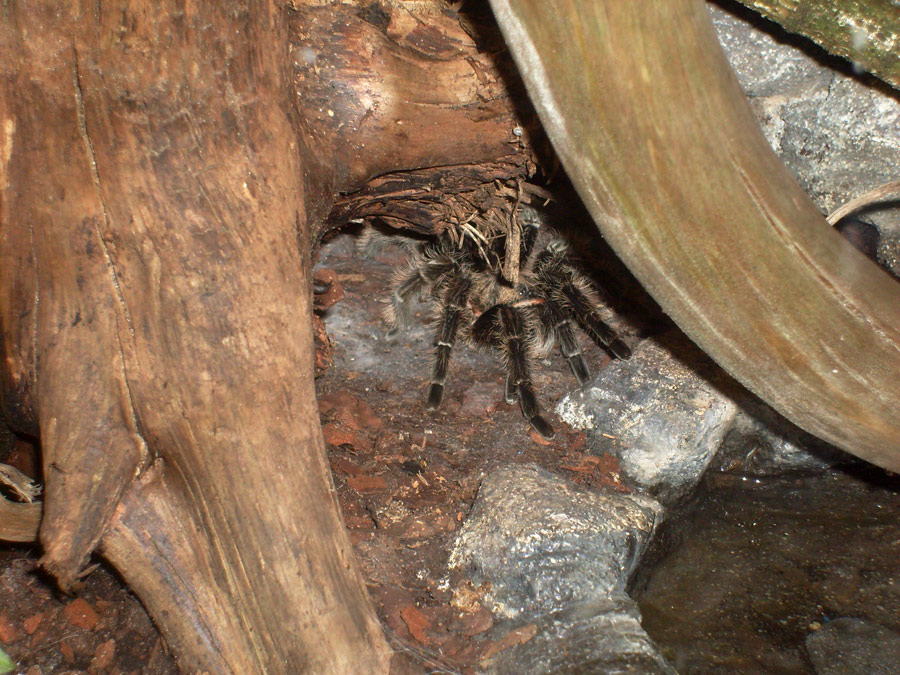 Kraushaar-Vogelspinne im Zoologischen Garten Wuppertal im Mai 2010