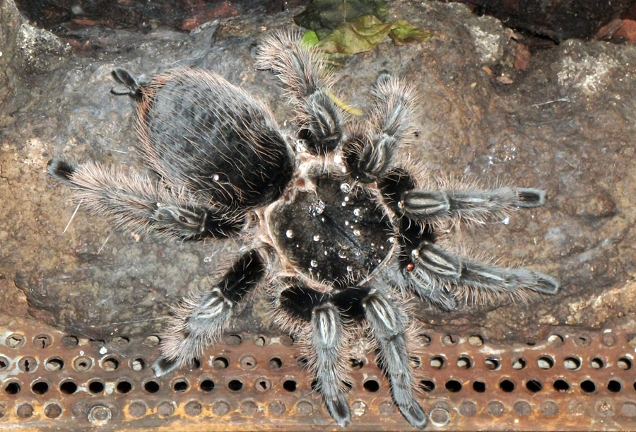 Kraushaar-Vogelspinne im Wuppertaler Zoo im November 2010