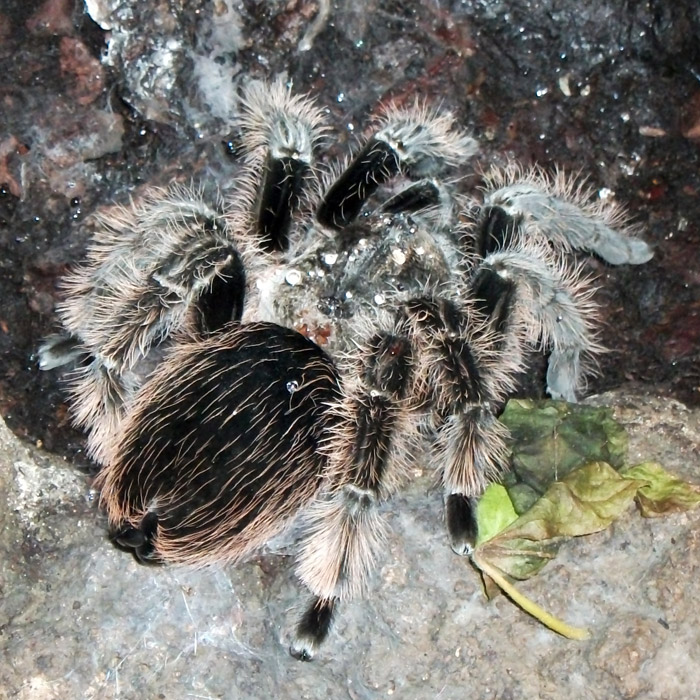 Kraushaar-Vogelspinne im Wuppertaler Zoo im November 2010