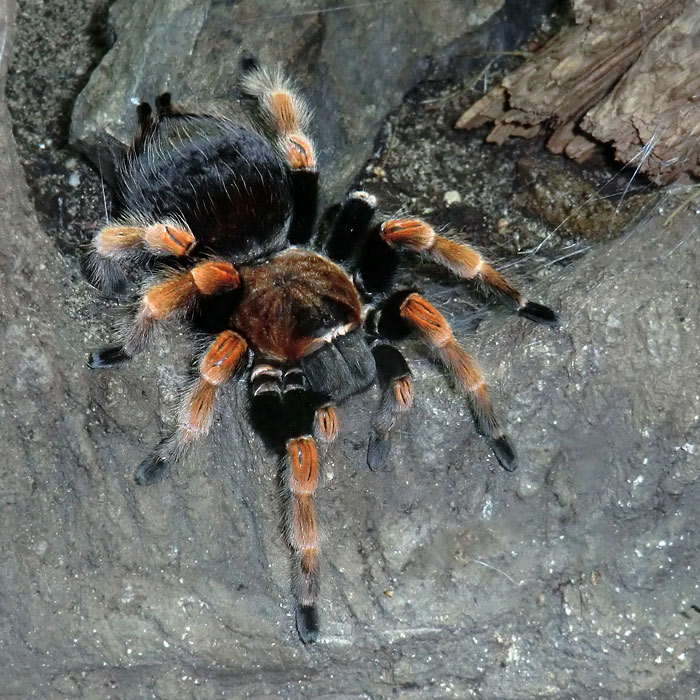 Mexikanische Rotbeinvogelspinne im Wuppertaler Zoo im Dezember 2013