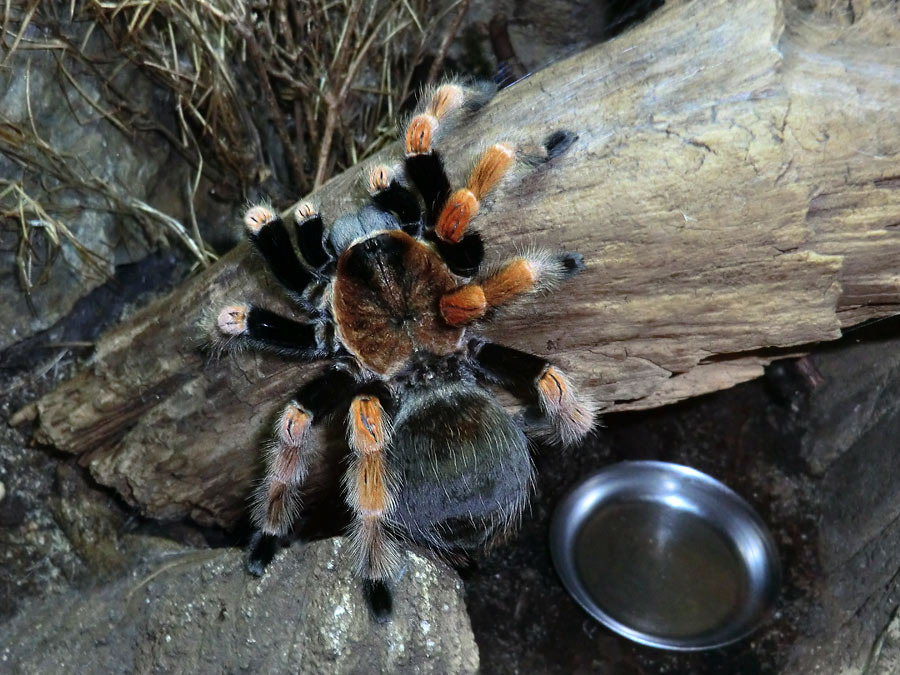 Mexikanische Rotbeinvogelspinne im Wuppertaler Zoo im Dezember 2013